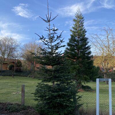 Bild vergr&ouml;&szlig;ern: Weinhachtsbaum2