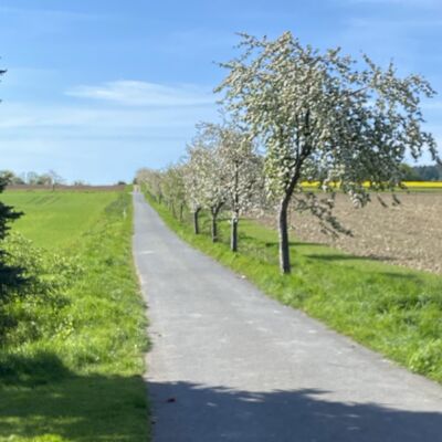 Bild vergr&ouml;&szlig;ern: (Westfeld_Weg_nach_Wrisbergholzen)
