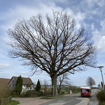 Bild vergr&ouml;&szlig;ern: Friedenseiche