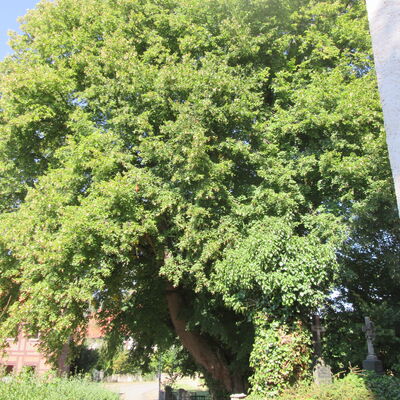 Bild vergr&ouml;&szlig;ern: Linde_Kirche1