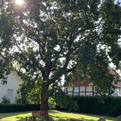 Bild vergr&ouml;&szlig;ern: Gro&szlig;_(B&auml;nke4)