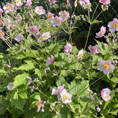 Bild vergr&ouml;&szlig;ern: Gro&szlig;_(Blumen1)