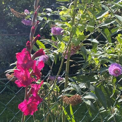 Bild vergr&ouml;&szlig;ern: Gro&szlig;_(Blumen2)