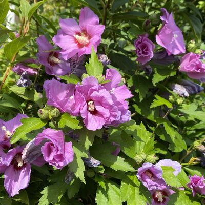 Bild vergr&ouml;&szlig;ern: Gro&szlig;_(Blumen3)