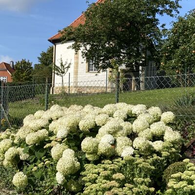 Bild vergr&ouml;&szlig;ern: Gro&szlig;_(Blumen4)