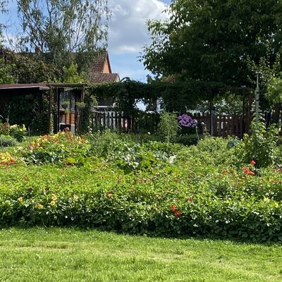 Bild vergr&ouml;&szlig;ern: Gro&szlig;_(Blumen7)