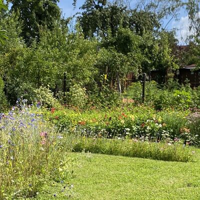 Bild vergr&ouml;&szlig;ern: Gro&szlig;_(Blumen8)