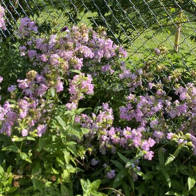 Bild vergr&ouml;&szlig;ern: Gro&szlig;_(Blumen9)