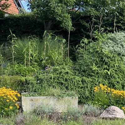 Bild vergr&ouml;&szlig;ern: Gro&szlig;_(Blumen10)