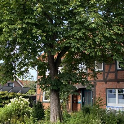 Bild vergr&ouml;&szlig;ern: Gro&szlig;_(Lechstedt35)