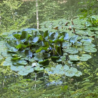 Bild vergr&ouml;&szlig;ern: Gro&szlig;_(Lechstedter_Teich1)