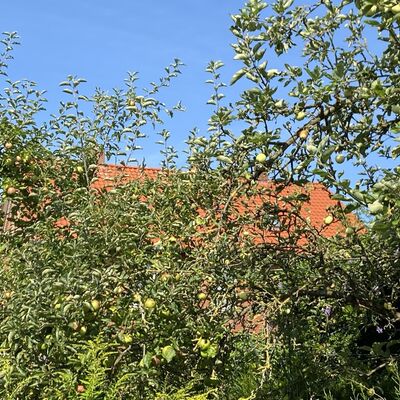 Bild vergr&ouml;&szlig;ern: Gro&szlig;_(Obst1)