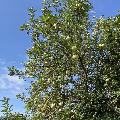 Bild vergr&ouml;&szlig;ern: Gro&szlig;_(Obst2)