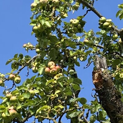 Bild vergr&ouml;&szlig;ern: Gro&szlig;_(Obst4)