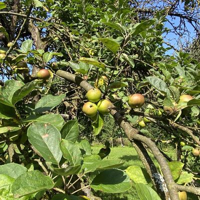 Bild vergr&ouml;&szlig;ern: Gro&szlig;_(Obst5)