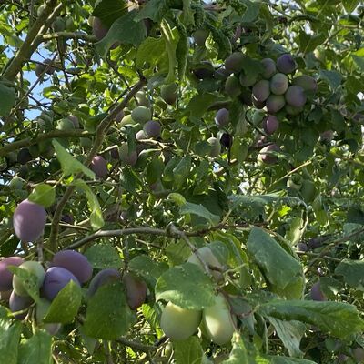 Bild vergr&ouml;&szlig;ern: Gro&szlig;_(Obst6)