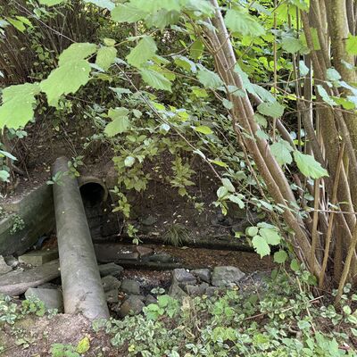Bild vergr&ouml;&szlig;ern: Hopfengarten_Feuchtgebiet1