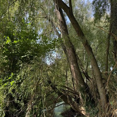 Bild vergr&ouml;&szlig;ern: Hopfengarten_Feuchtgebiet3