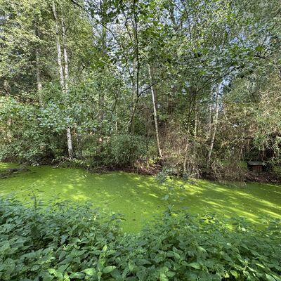 Bild vergr&ouml;&szlig;ern: Hopfengarten_Teich