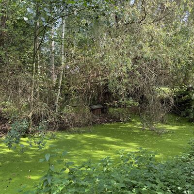 Bild vergr&ouml;&szlig;ern: Hopfengarten_Teich2