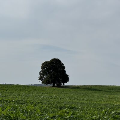 Bild vergr&ouml;&szlig;ern: Linde_auf_dem_M&uuml;hlenberg1