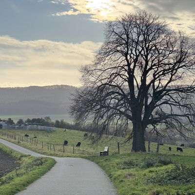 Bild vergr&ouml;&szlig;ern: Linde_im_Winter