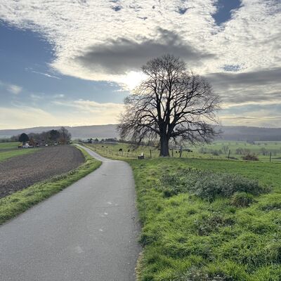 Bild vergr&ouml;&szlig;ern: Linde_mit_Bank