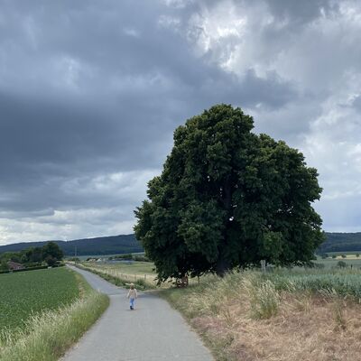 Bild vergr&ouml;&szlig;ern: Linde3