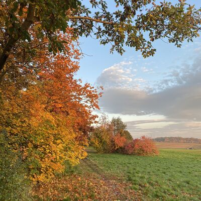 Bild vergr&ouml;&szlig;ern: Schwarze_Heide_Weg_Herbst