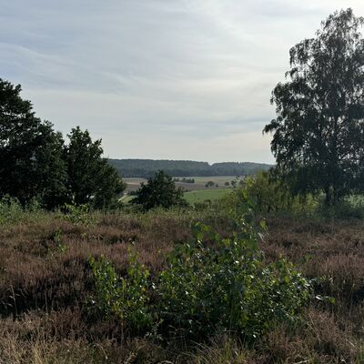 Bild vergr&ouml;&szlig;ern: Schwarze_Heide2