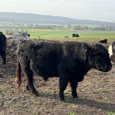 Bild vergr&ouml;&szlig;ern: Urochsen3