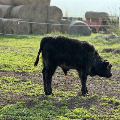 Bild vergr&ouml;&szlig;ern: Urochsen4