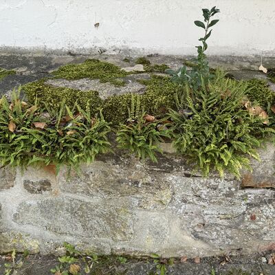 Bild vergr&ouml;&szlig;ern: Katholische_Kirche_Mauerfarn