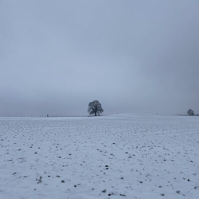Bild vergr&ouml;&szlig;ern: Linde1