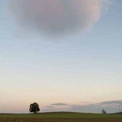 Bild vergr&ouml;&szlig;ern: Linde4