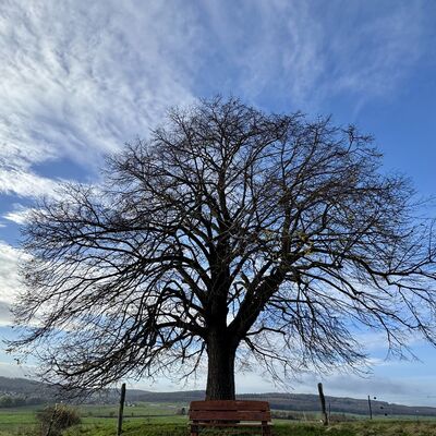 Bild vergr&ouml;&szlig;ern: M&uuml;hlenberg_LInde-Bank