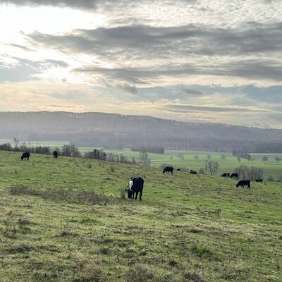 Bild vergr&ouml;&szlig;ern: Urochsen