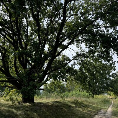 Bild vergr&ouml;&szlig;ern: Schwarze_Heide_Eiche