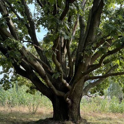 Bild vergr&ouml;&szlig;ern: Schwarze_Heide_Eiche3_Kletterbaum