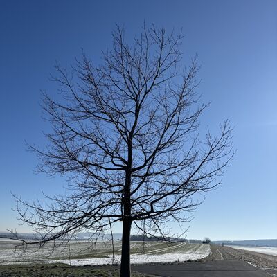 Bild vergr&ouml;&szlig;ern: Trauerberg