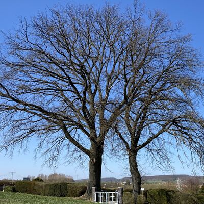 Bild vergr&ouml;&szlig;ern: B&auml;umeFriedhof