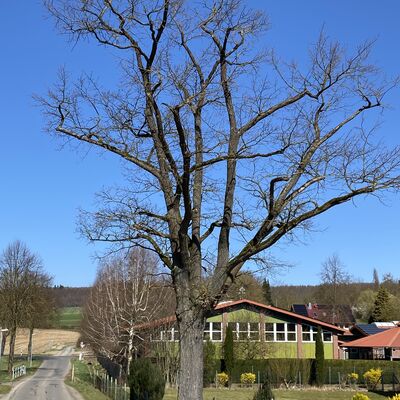 Bild vergr&ouml;&szlig;ern: geretteteEiche1