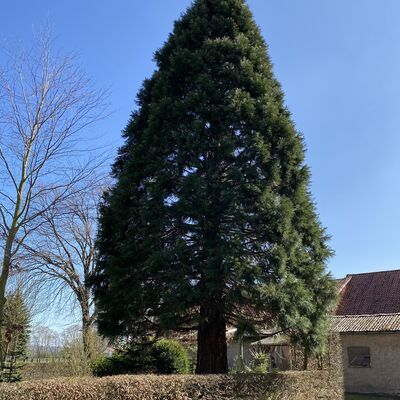 Bild vergr&ouml;&szlig;ern: Hofbaum1