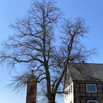 Bild vergr&ouml;&szlig;ern: Hofbaum2