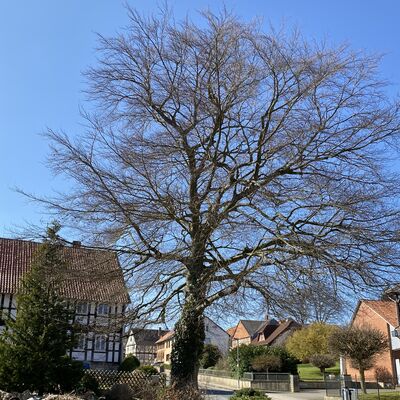 Bild vergr&ouml;&szlig;ern: Hofbaum3