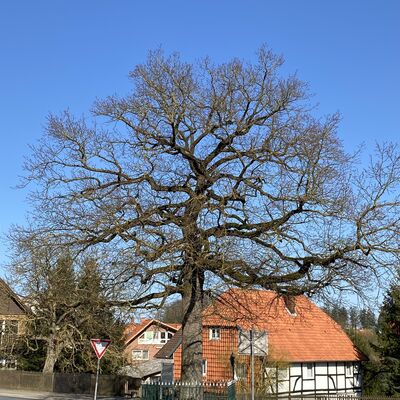 Bild vergr&ouml;&szlig;ern: Friedenseiche1