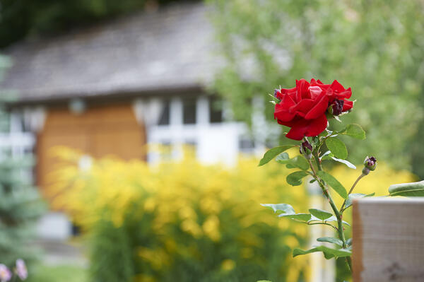 rote Rose vor Gartenkulisse 