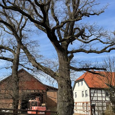 Bild vergr&ouml;&szlig;ern: Eiche_Dorfmitte