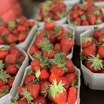 Bild vergr&ouml;&szlig;ern: Erdbeeren_Selberpfl&uuml;cken2