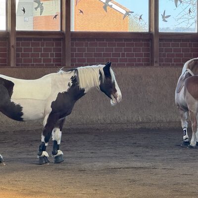 Bild vergr&ouml;&szlig;ern: Heimstatt_R&ouml;derhof_Reithalle_mit_Therapiepferden